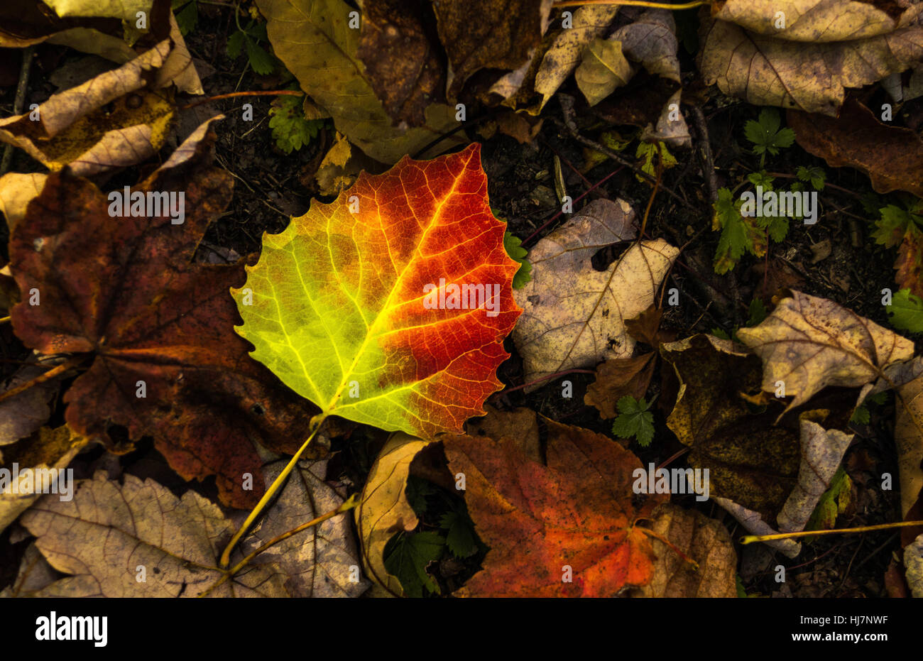 Une petite feuille de bouleau lumineux, parmi les feuilles d'automne. Banque D'Images