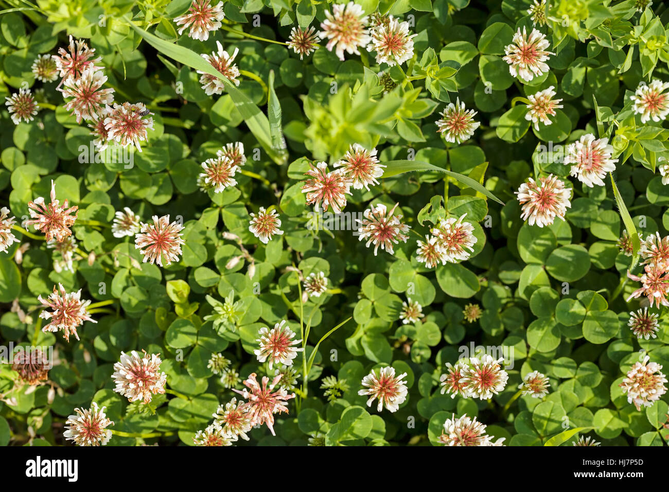 Sortes de fleurs dans la prairie, note faible profondeur de champ Banque D'Images