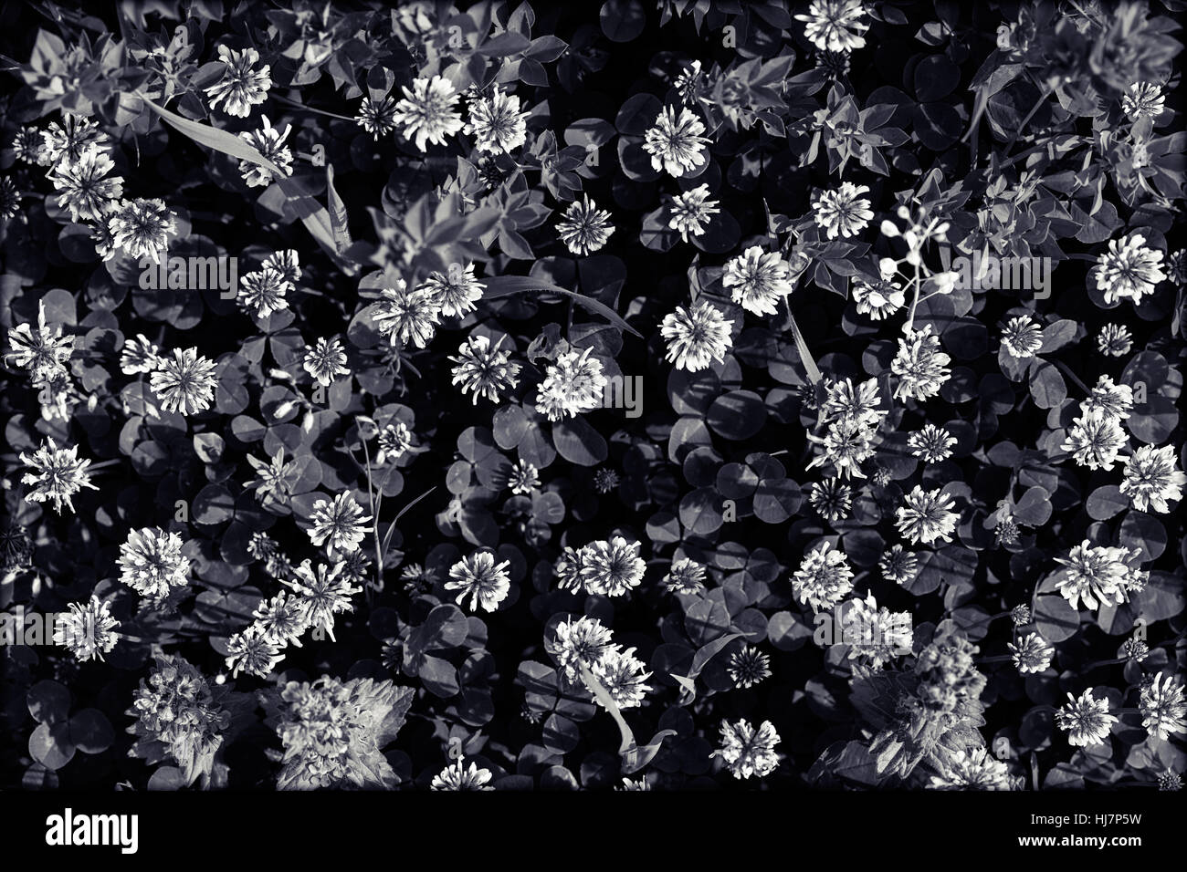 Sortes de fleurs dans la prairie, note faible profondeur de champ Banque D'Images