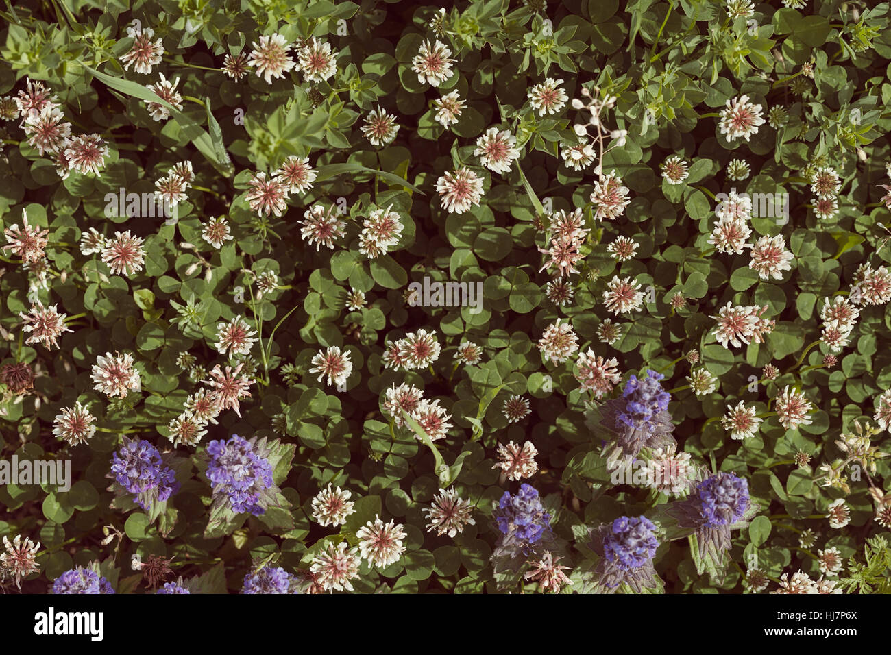 Sortes de fleurs dans la prairie, note faible profondeur de champ Banque D'Images