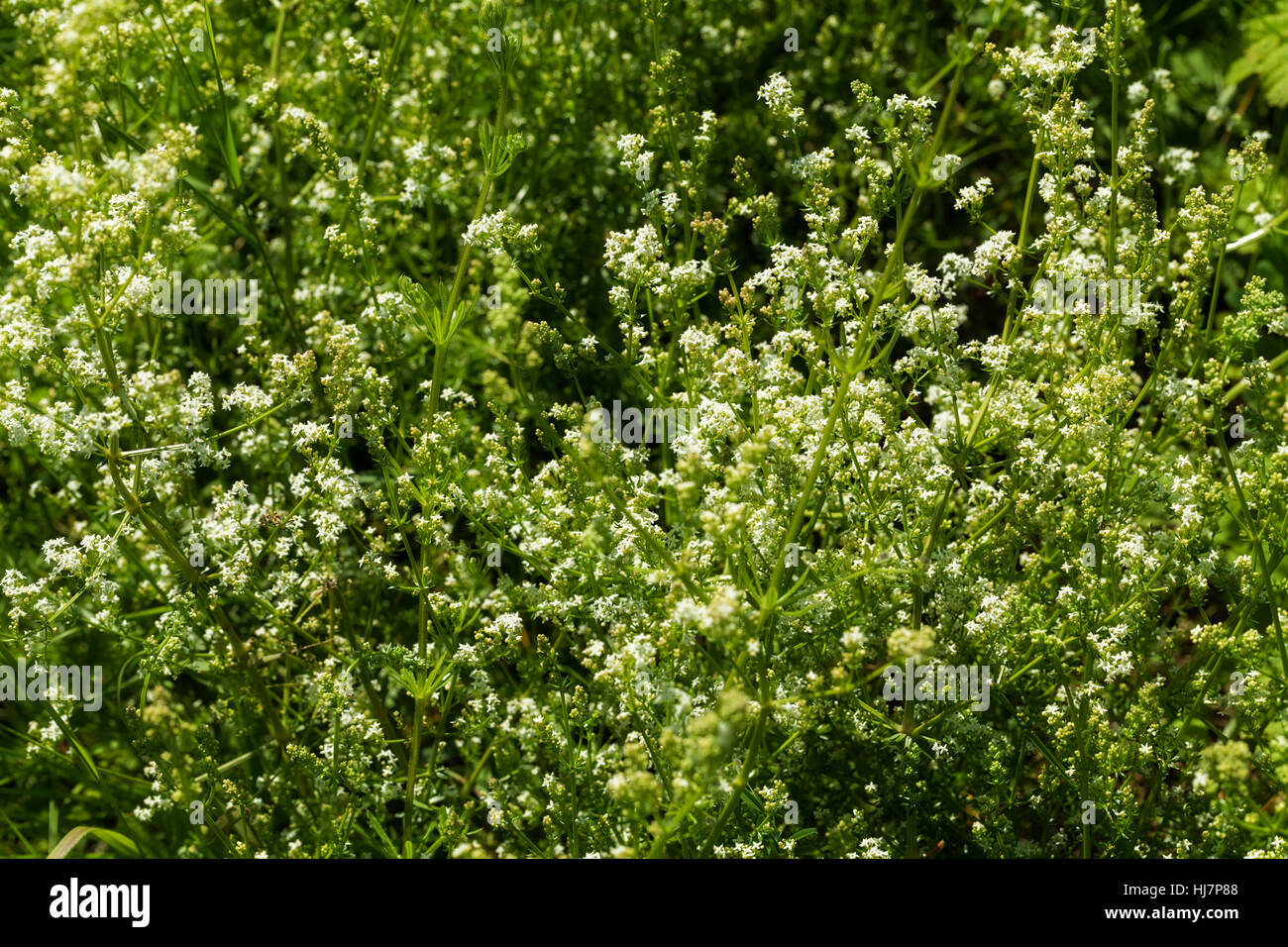 Sortes de fleurs dans la prairie, note faible profondeur de champ Banque D'Images