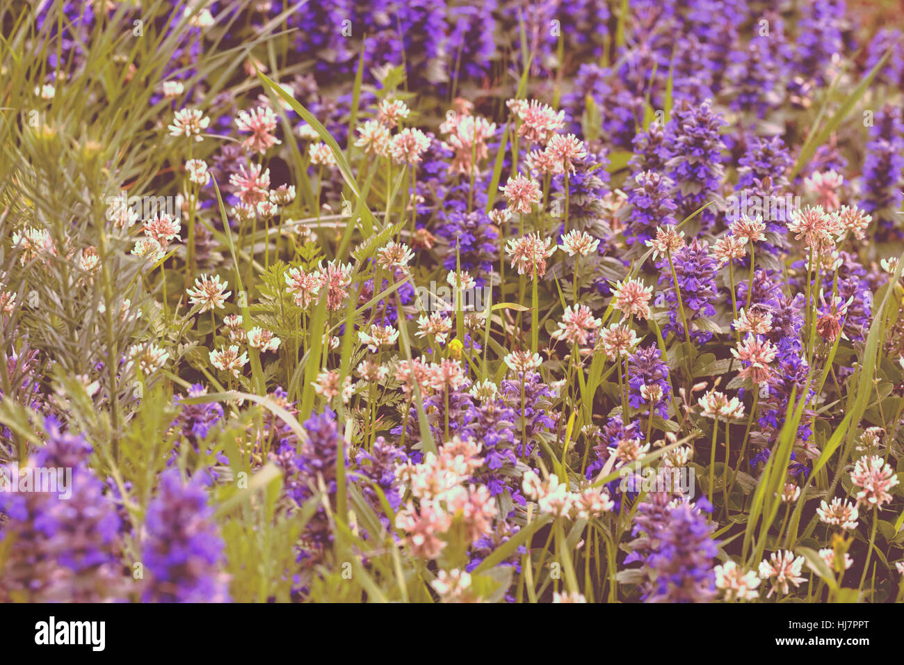 Sortes de fleurs dans la prairie, note faible profondeur de champ Banque D'Images