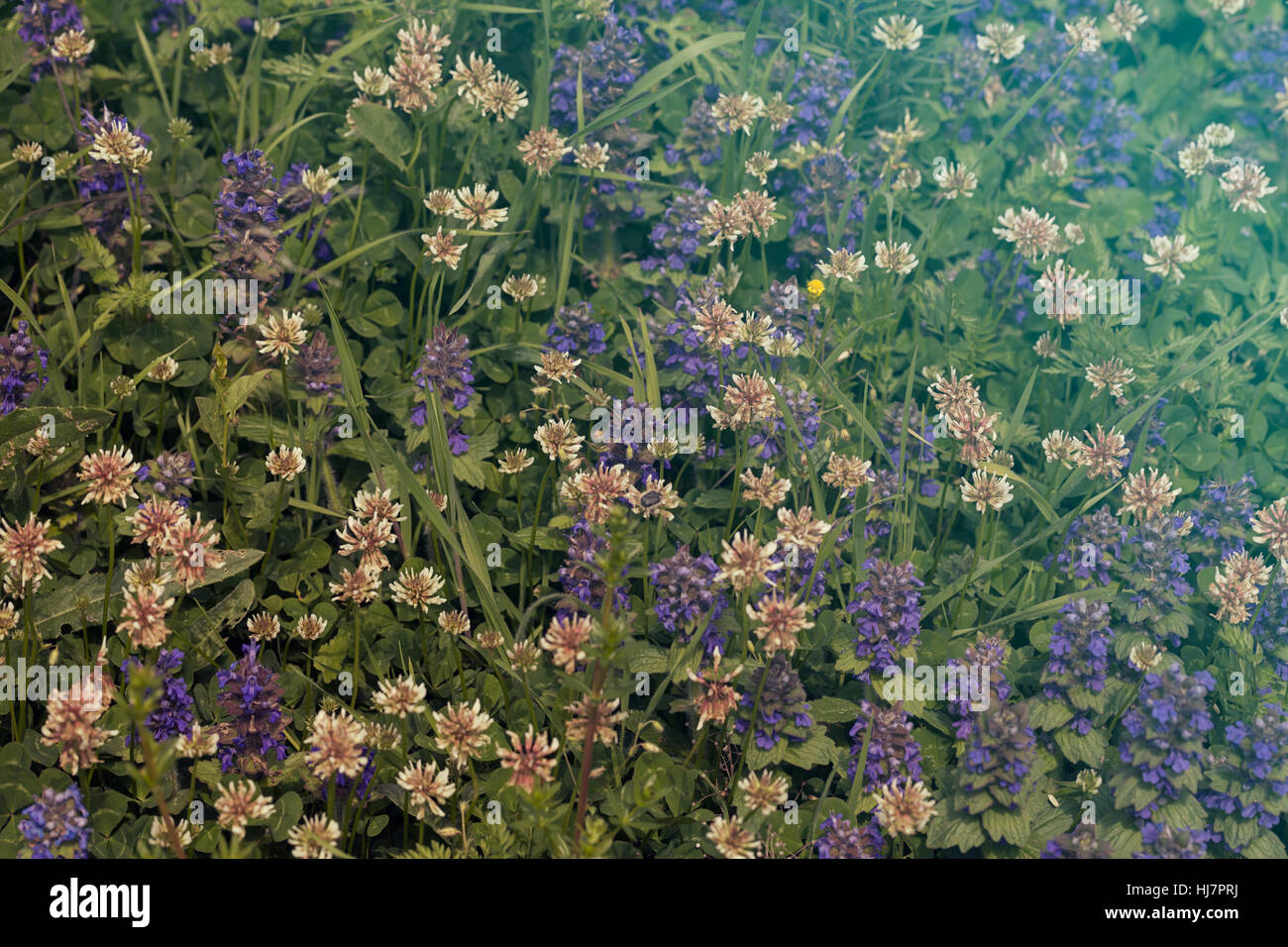 Sortes de fleurs dans la prairie, note faible profondeur de champ Banque D'Images