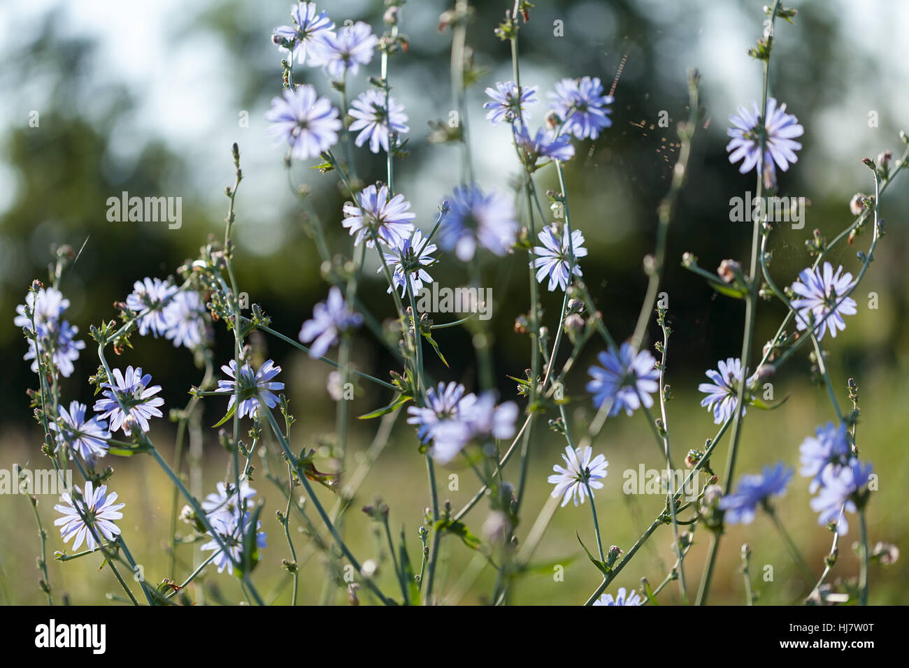 Fleurs bleues sauvages dans le pré, remarque profondeur de champ Banque D'Images