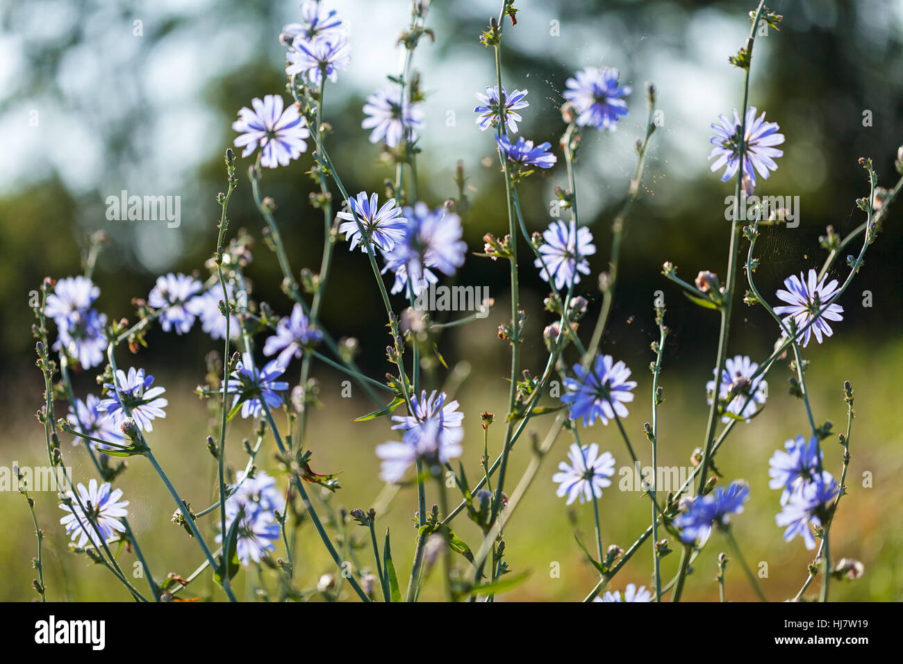 Fleurs bleues sauvages dans le pré, remarque profondeur de champ Banque D'Images