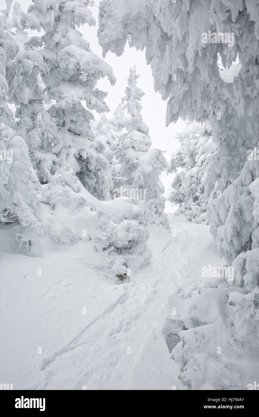 Kinsman Ridge Trail sur Cannon Mountain pendant les mois d'hiver dans les Montagnes Blanches du New Hampshire, USA. Banque D'Images
