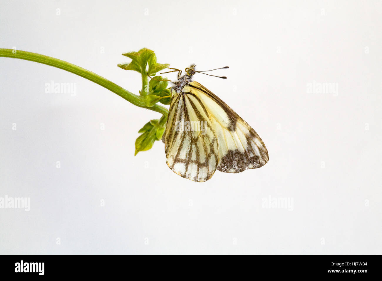 Un pin blanc papillon, Neophasia menapia, atterrit sur une vigne. Banque D'Images
