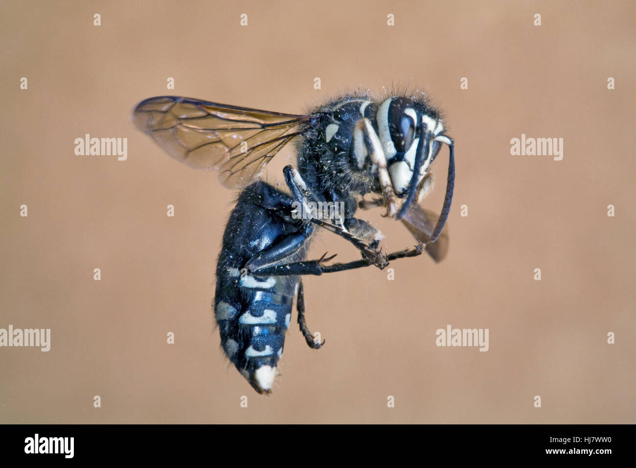 Un hornet, Vespula maculata, en vol Banque D'Images