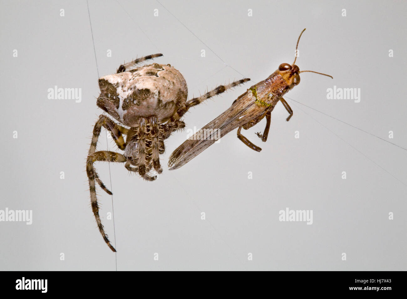 Une araignée Araneus diadematus orbweaver,, dans son site web Banque D'Images