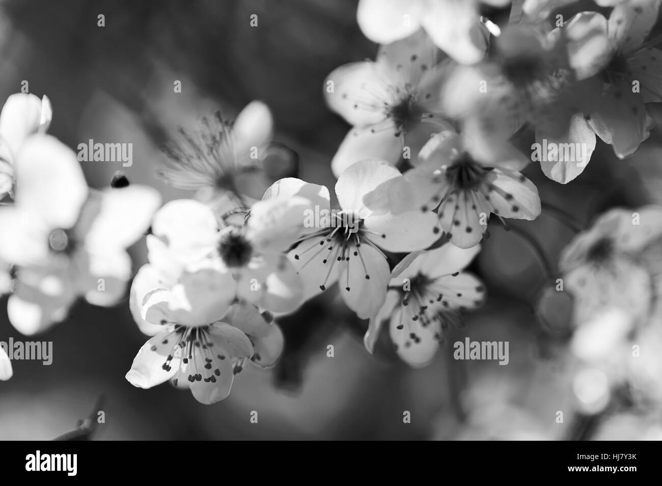 Résumé fleurs blanches à feuillage rouge, pour l'arrière-plan flou Banque D'Images