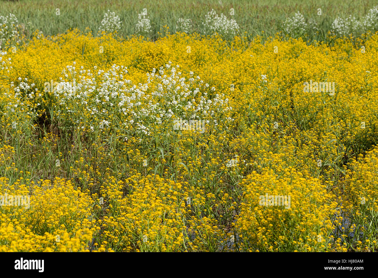 Fleurs sauvages trempées dans l'eau après la pluie, note faible profondeur de champ Banque D'Images