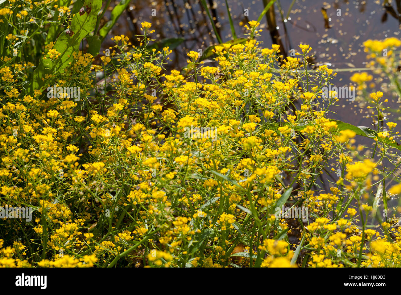Fleurs sauvages trempées dans l'eau après la pluie, note faible profondeur de champ Banque D'Images
