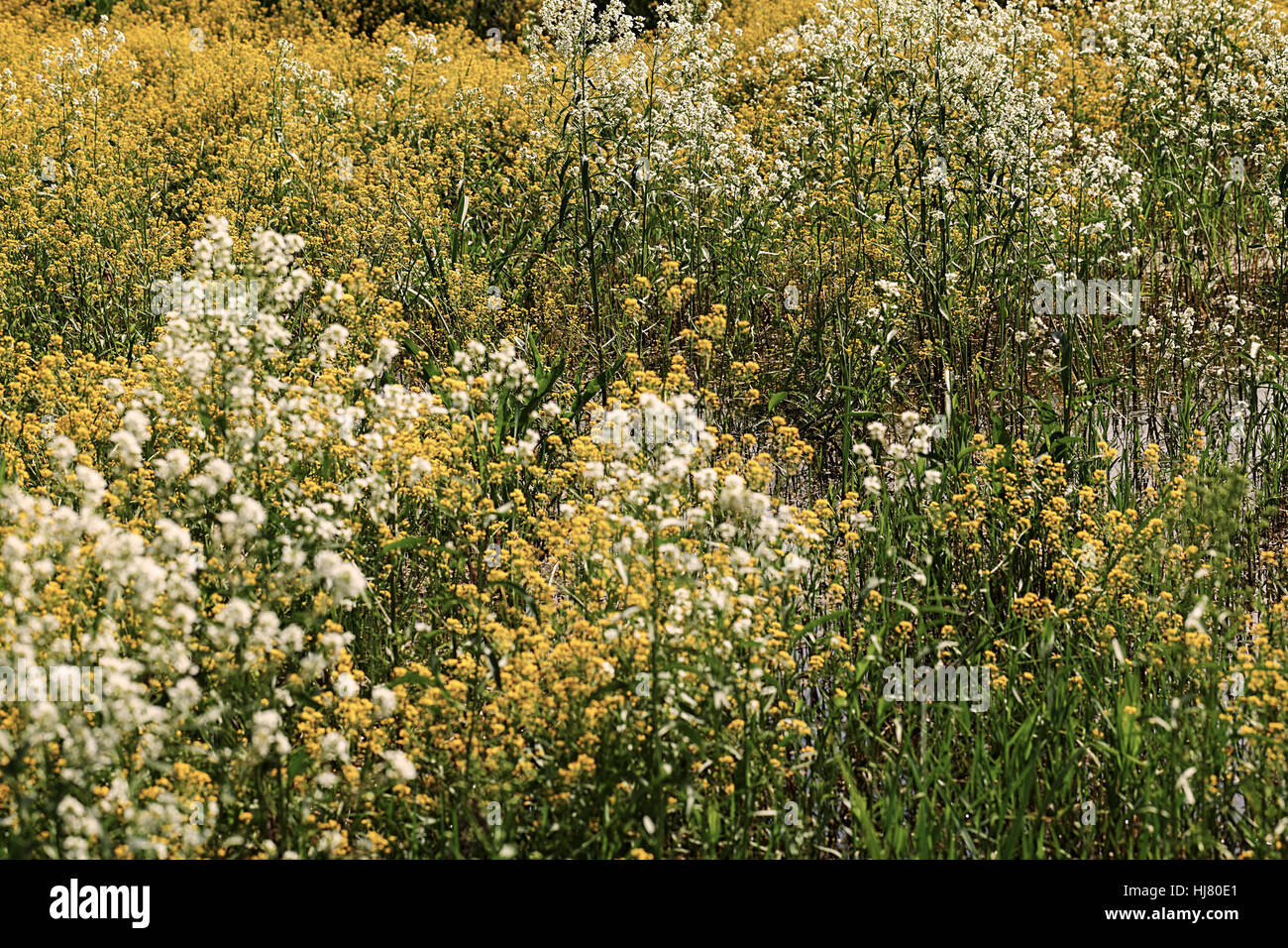 Fleurs sauvages trempées dans l'eau après la pluie, note faible profondeur de champ Banque D'Images