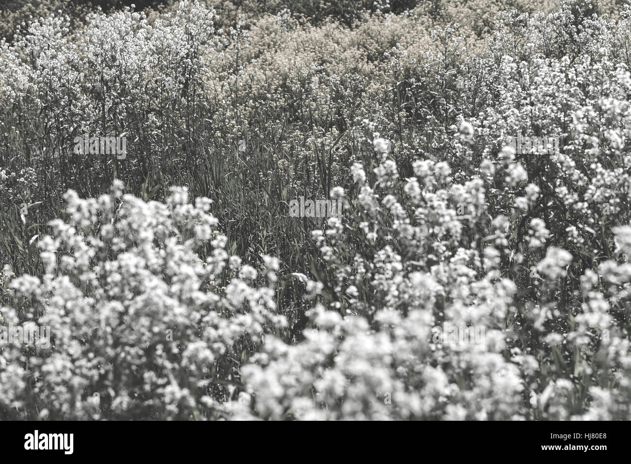 Fleurs sauvages trempées dans l'eau après la pluie, note faible profondeur de champ Banque D'Images