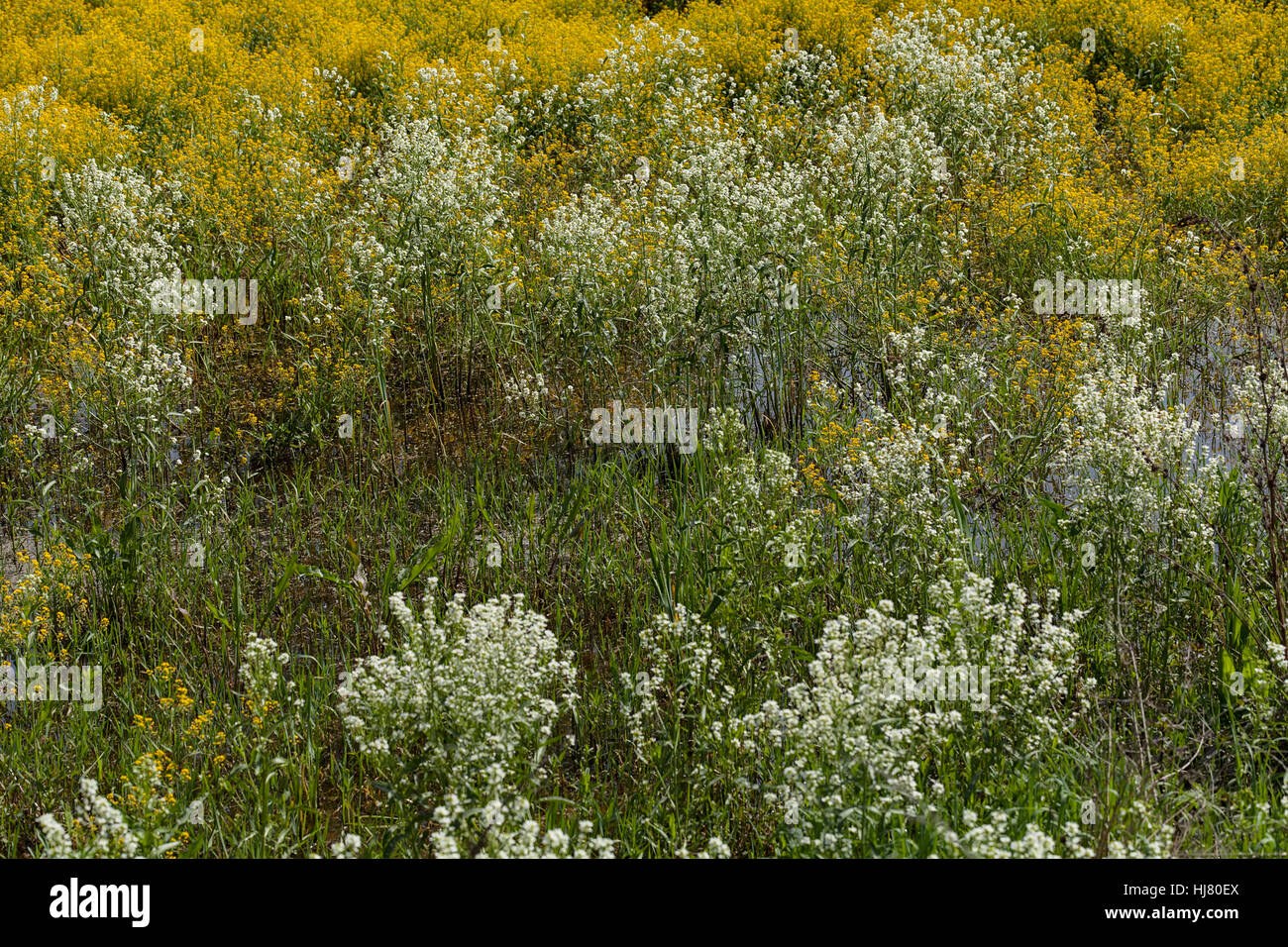 Fleurs sauvages trempées dans l'eau après la pluie, note faible profondeur de champ Banque D'Images