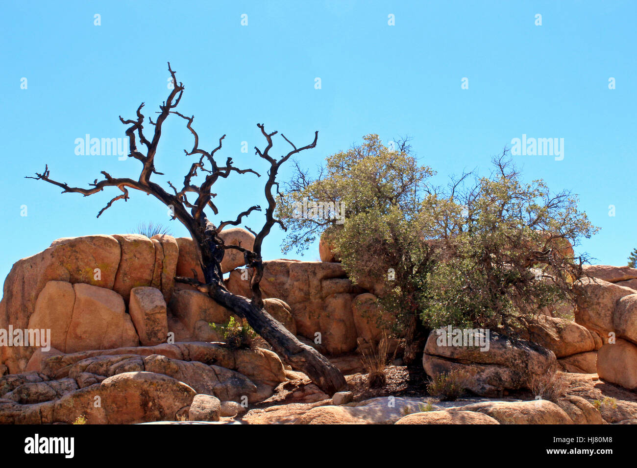 Un coin salon et d'un arbre mesquite issues d'une formation rocheuse unique sur la Vallée Cachée de pique-nique Trail Banque D'Images