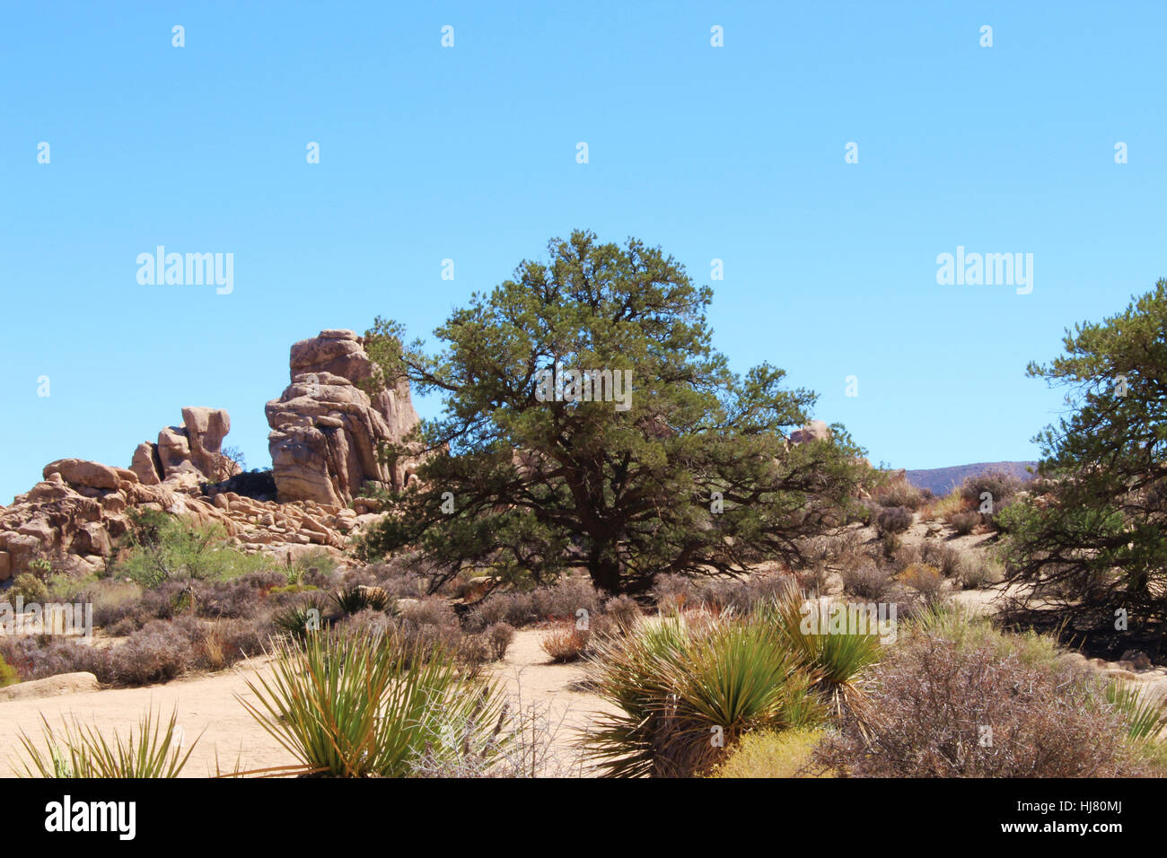 Arbre Mesquite, yucca et la broussaille poussant près des rochers sur le sentier de la Vallée Cachée de pique-nique Banque D'Images