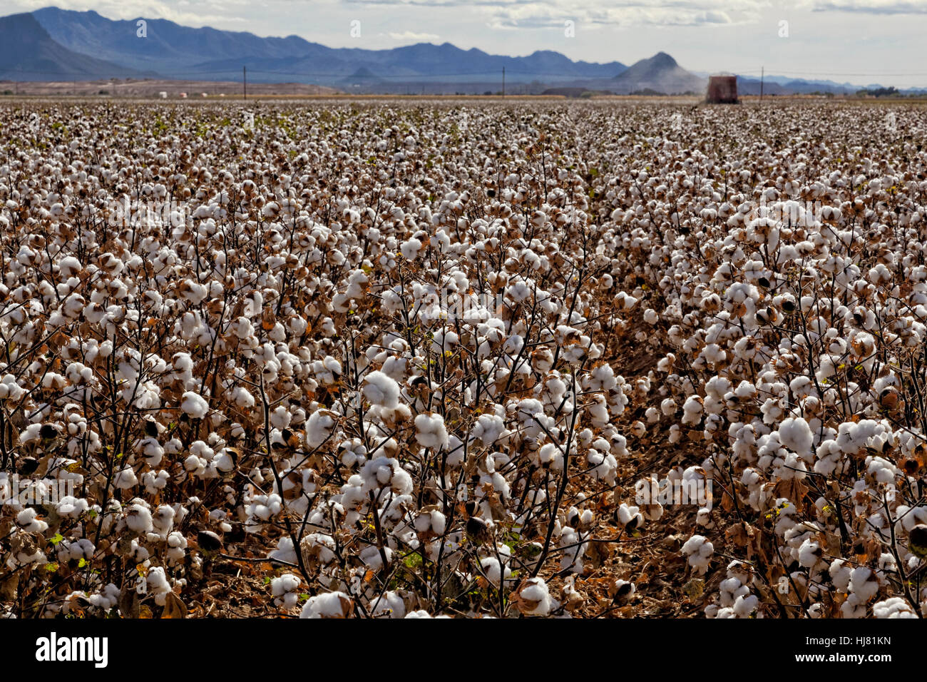 Prêts pour la récolte de coton - Agriculture - Marana, Arizona Banque D'Images