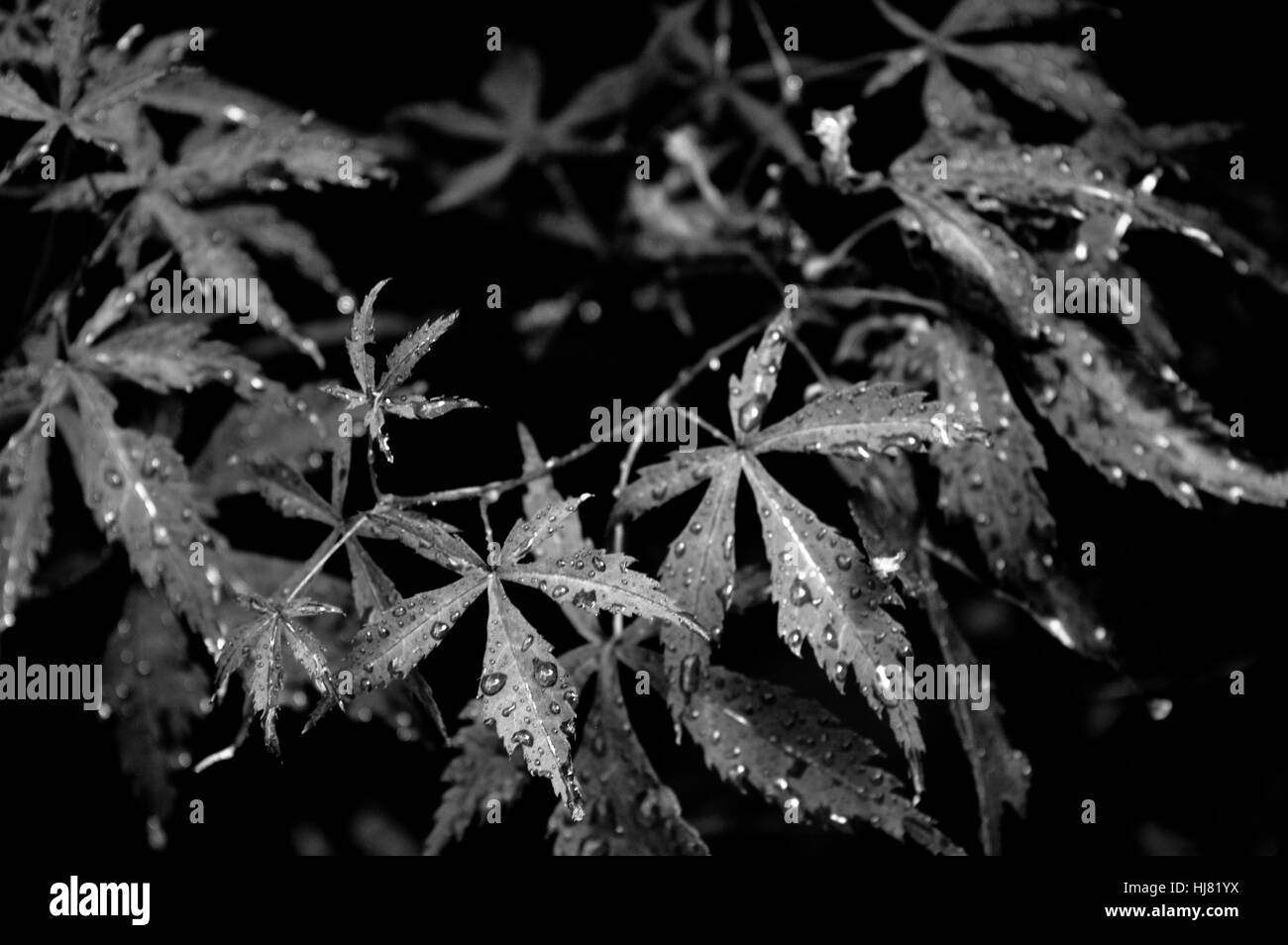 Acer laisser dans la pluie en noir et blanc Banque D'Images