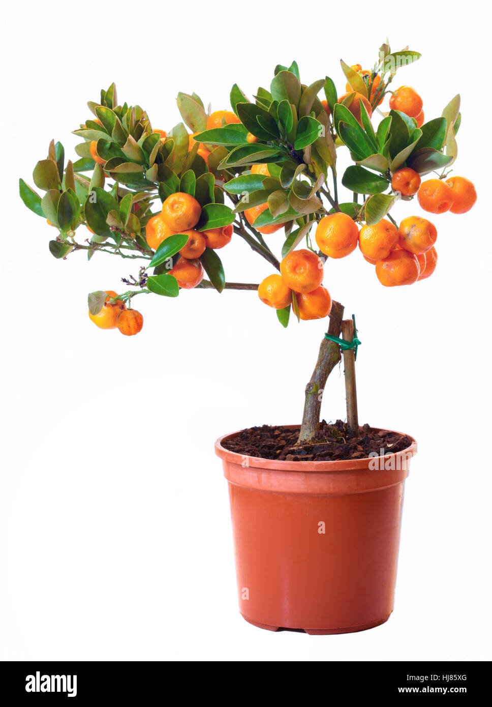 Bonsai orange tree citrus Banque de photographies et d'images à haute  résolution - Alamy