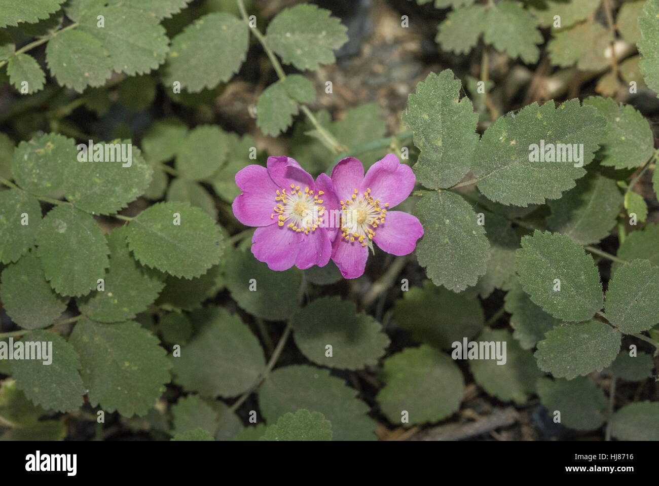 Nain Sierra rose, Rosa bridgesii en fleur, Redwood Forest, la Sierra Nevada Banque D'Images
