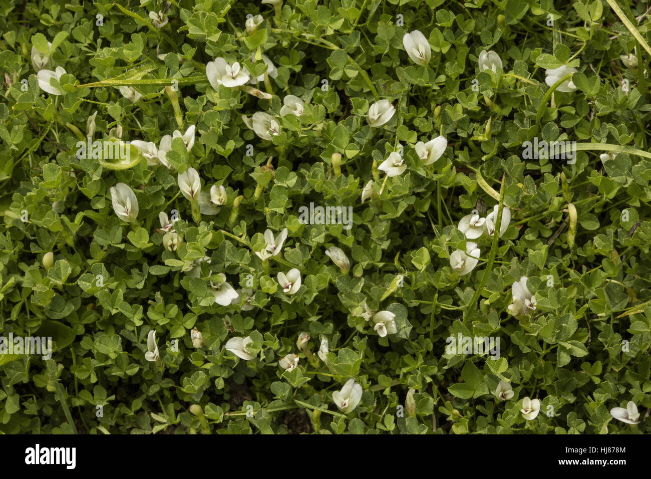 Tapis de montagne, clover Trifolium, monanthum en fleur sur banque humide, Rock Creek Canyon, Sierra Nevada. Banque D'Images