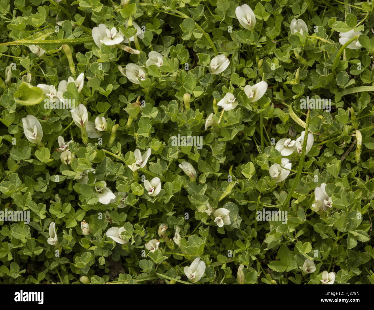 Tapis de montagne, clover Trifolium, monanthum en fleur sur banque humide, Rock Creek Canyon, Sierra Nevada. Banque D'Images