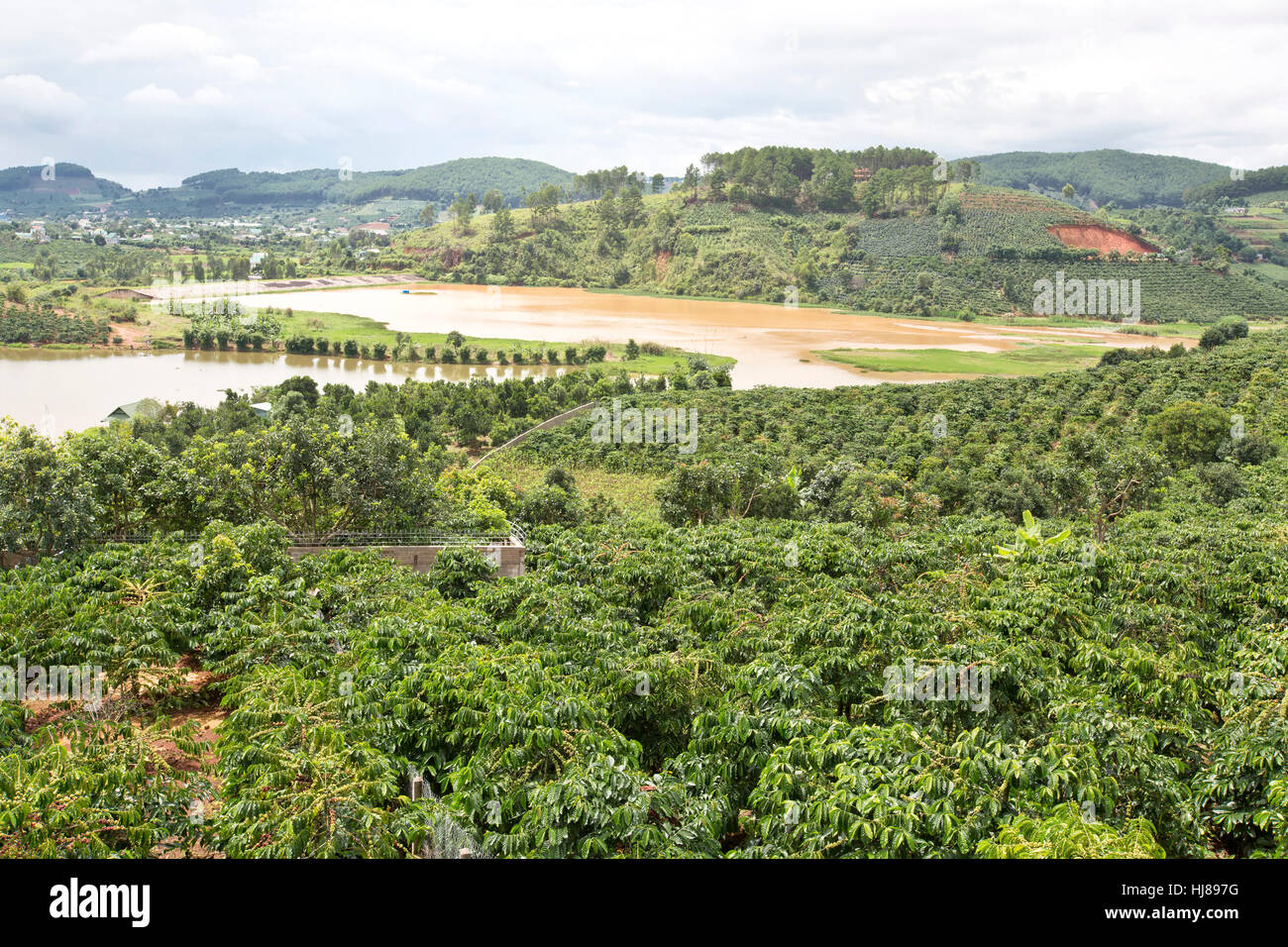 Offrant une vue sur la plantation de café de café Me Linh Jardin. Banque D'Images
