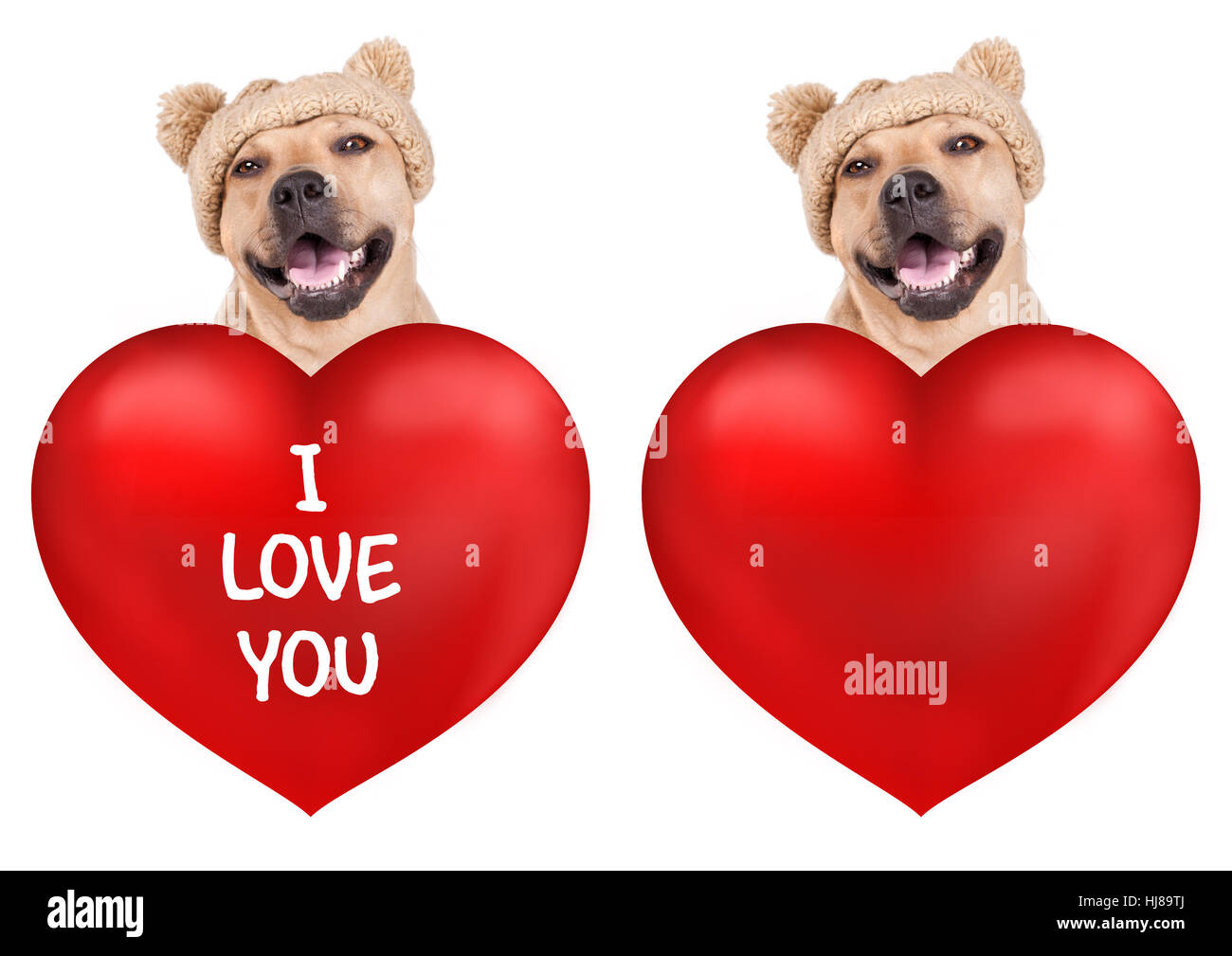 Lovely cute smiling dog avec grand coeur saint-valentin, isolé sur fond blanc Banque D'Images