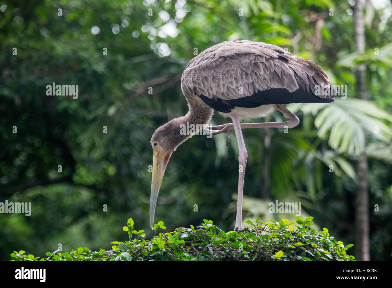 Bec jaune - stork Mycteria ibis juvéniles - debout sur un buisson Banque D'Images