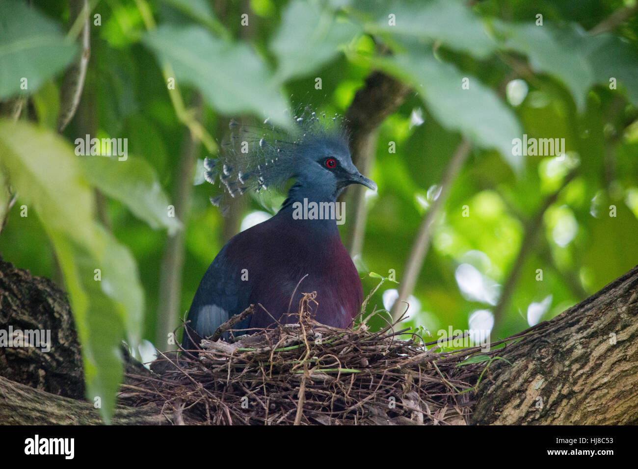 Victoria - pigeon couronné Goura Victoria - est un gros pigeon gris bleu qui vit dans la région de la Papouasie-Nouvelle-Guinée. Banque D'Images