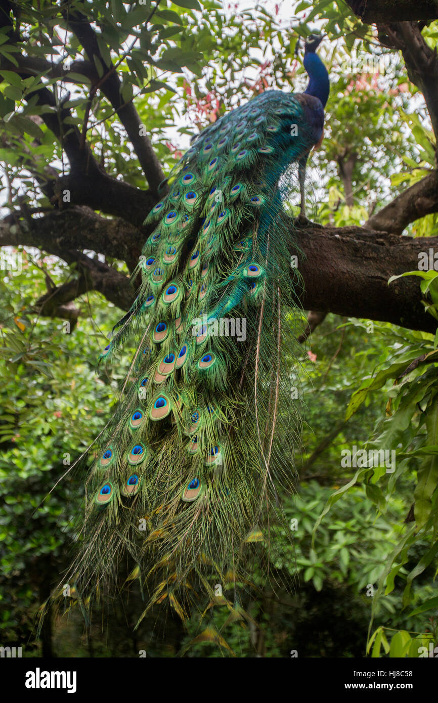 Paons Indiens mâles - Pavo cristatus - paon sur une branche d'arbre Banque D'Images