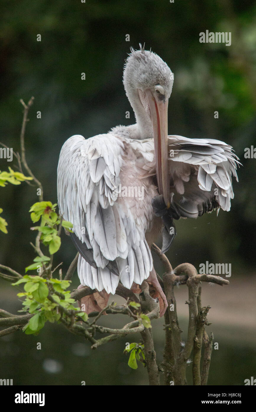 Facturés sur place - pelican Pelecanus philippensis - toilettage adultes ses plumes Banque D'Images