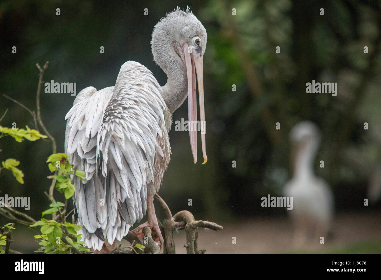 Facturés sur place - pelican Pelecanus philippensis - toilettage adultes ses plumes Banque D'Images
