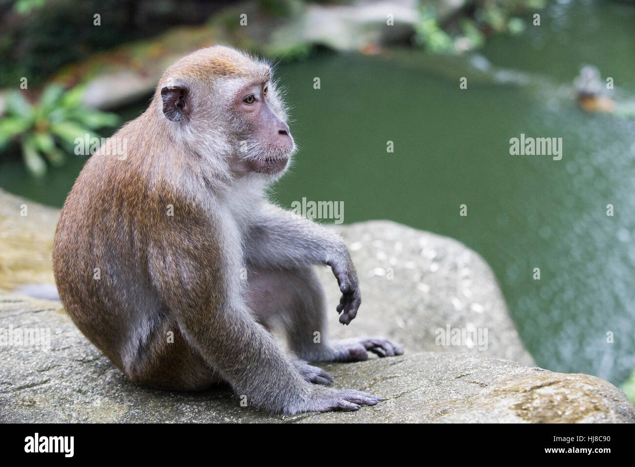 Un macaque mâle se détend sur un rocher à côté d'un étang dans le parc d'oiseaux de Kuala Lumpur. Banque D'Images
