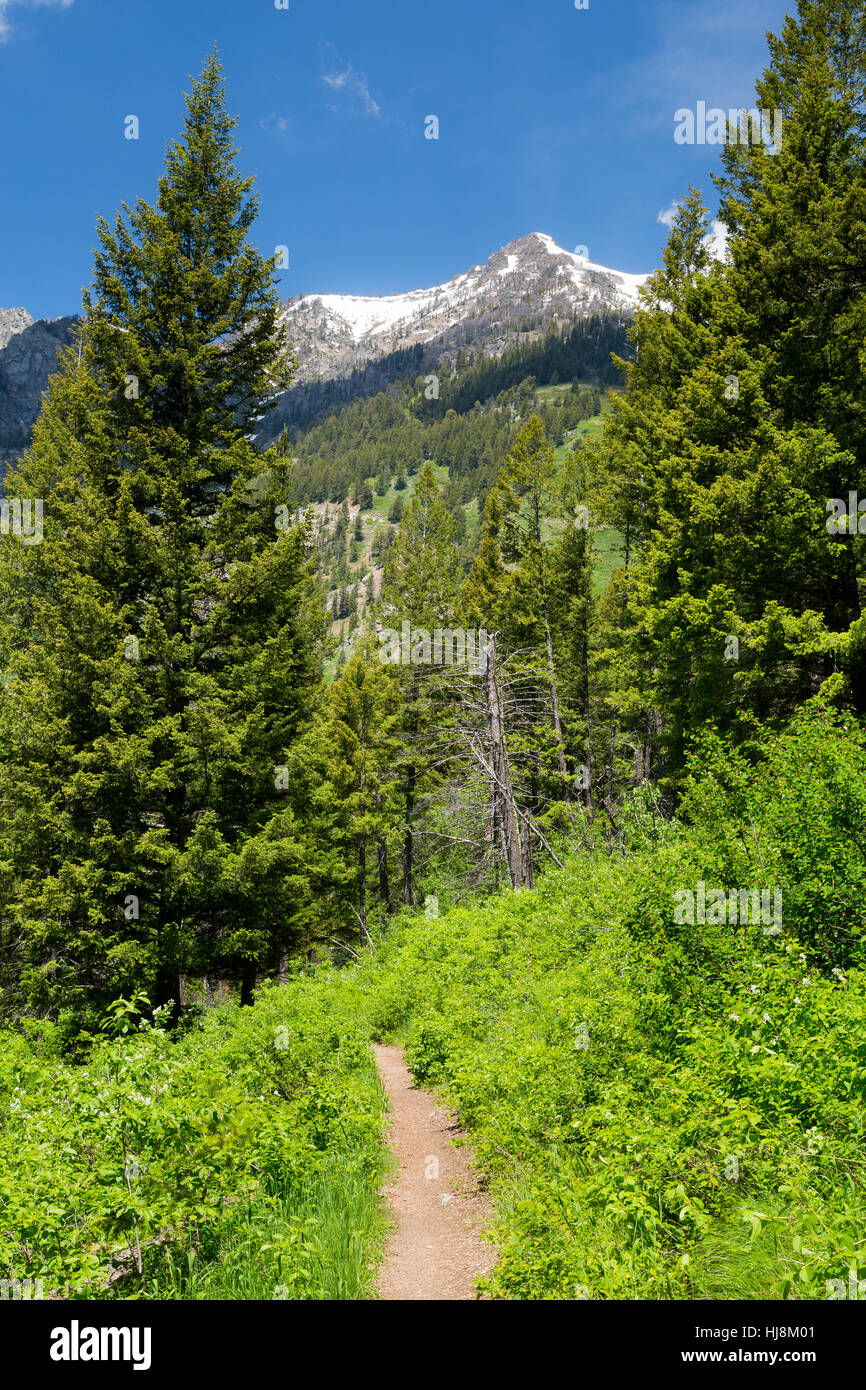 Le sentier en boucle du lac Phelps à travers les forêts vers la crête au-dessus du lac Phelps prospecteur. Parc National de Grand Teton, Wyoming Banque D'Images