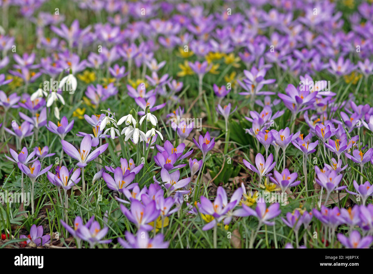 Crocus, crocus, fleur, plante, snowdrop, bleu, macro, close-up, macro Banque D'Images