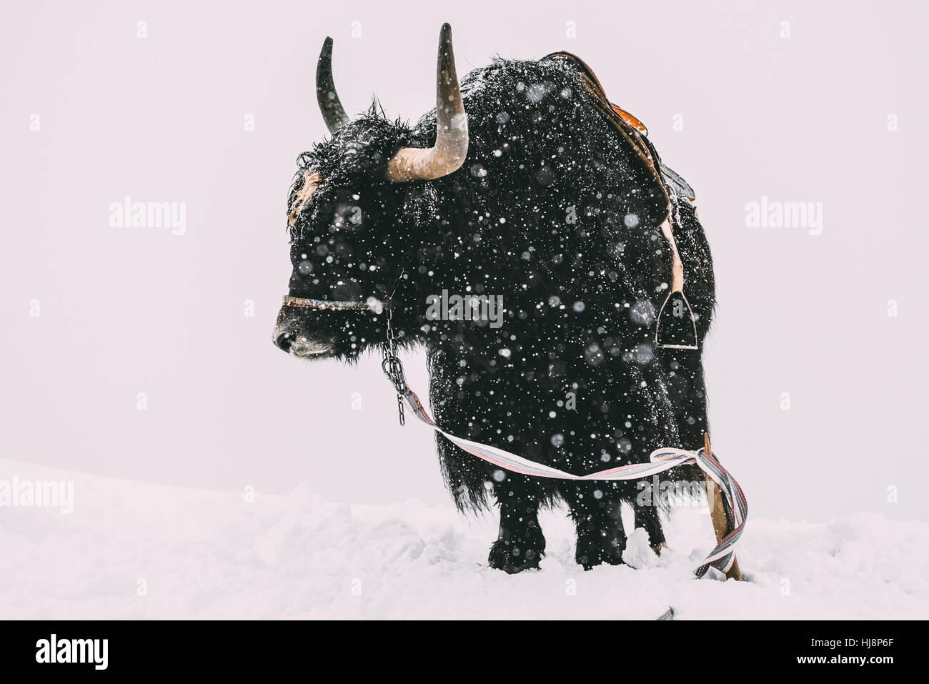 Yak dans la neige, Dombai, République d'Karachay-Cherkessia, Russie Banque D'Images