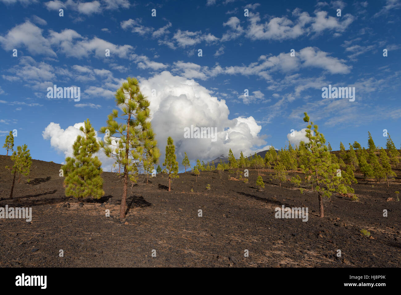 Arbres de lave, le Parc National du Teide, Tenerife, Canaries, Espagne Banque D'Images
