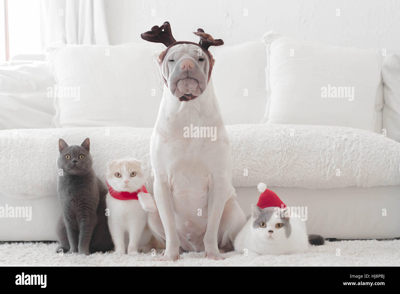 Shar Pei chien et trois chats habillés pour Noël Banque D'Images