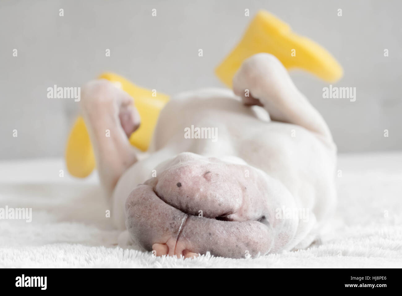 Shar Pei chien couché sur le dos portant wellies Banque D'Images