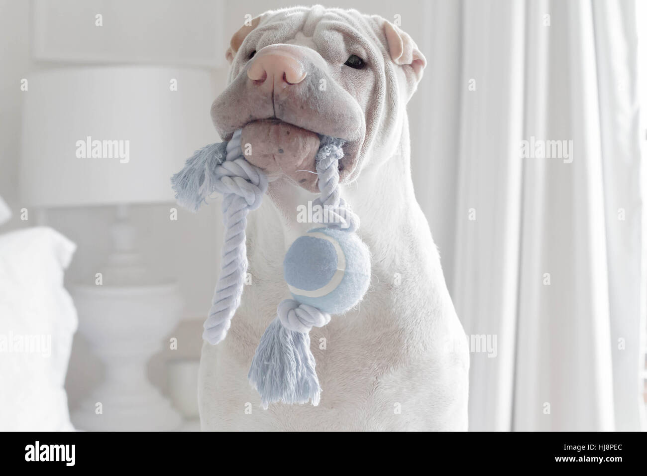 Shar pei chien portant un jouet dans sa bouche Banque D'Images