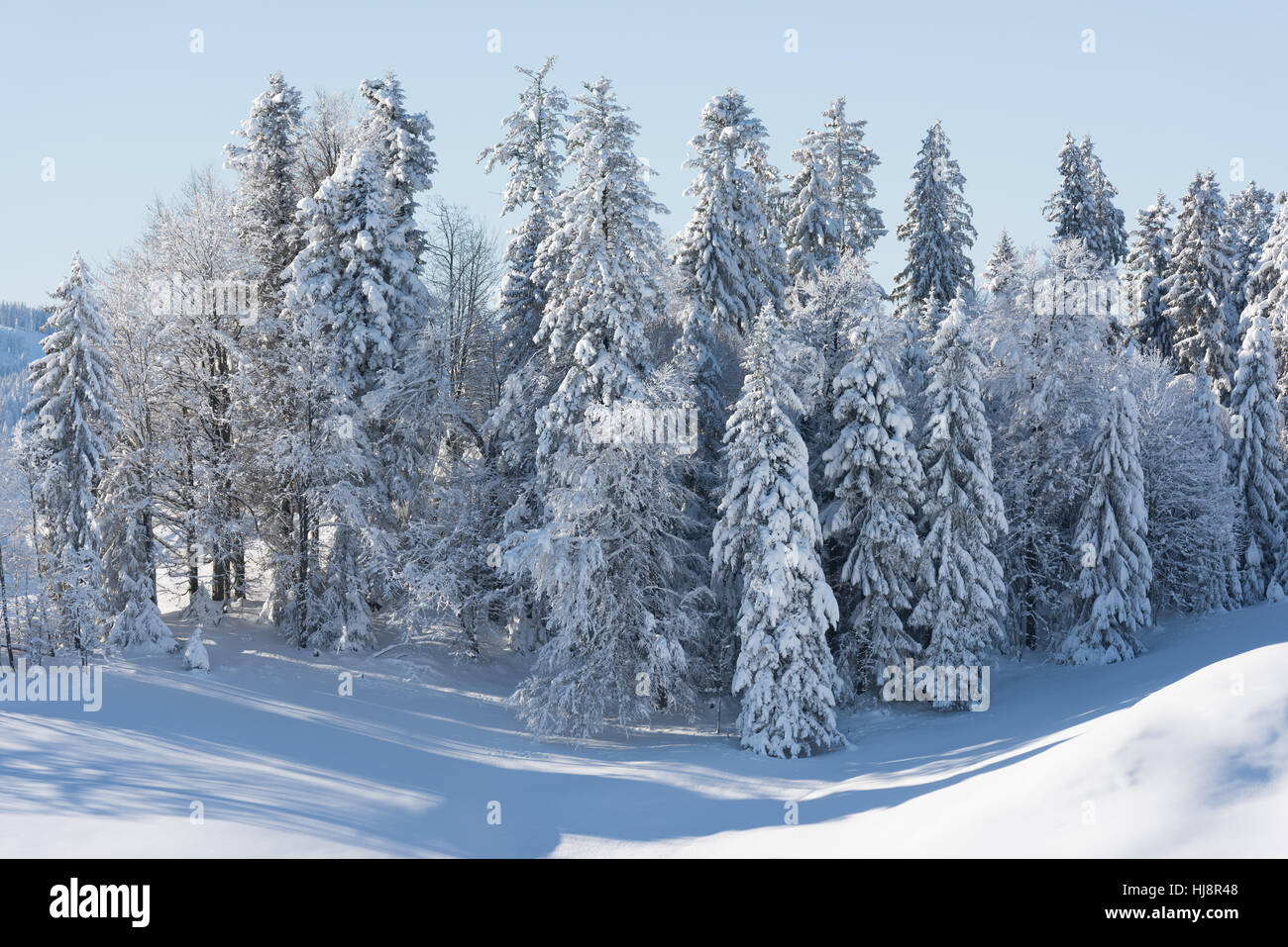 Sapins couverts de neige, Hemberg, St Gallen, Suisse Banque D'Images