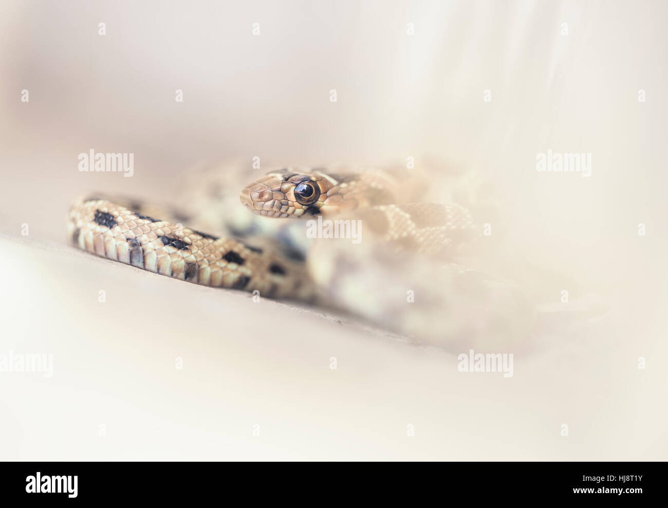 Snake whip Horseshoe (Hemorrhois hippocrepis), Maroc Banque D'Images