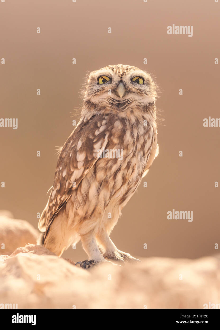 Chouette chevêche (Athene noctua), Sidi Ifni, Maroc Banque D'Images