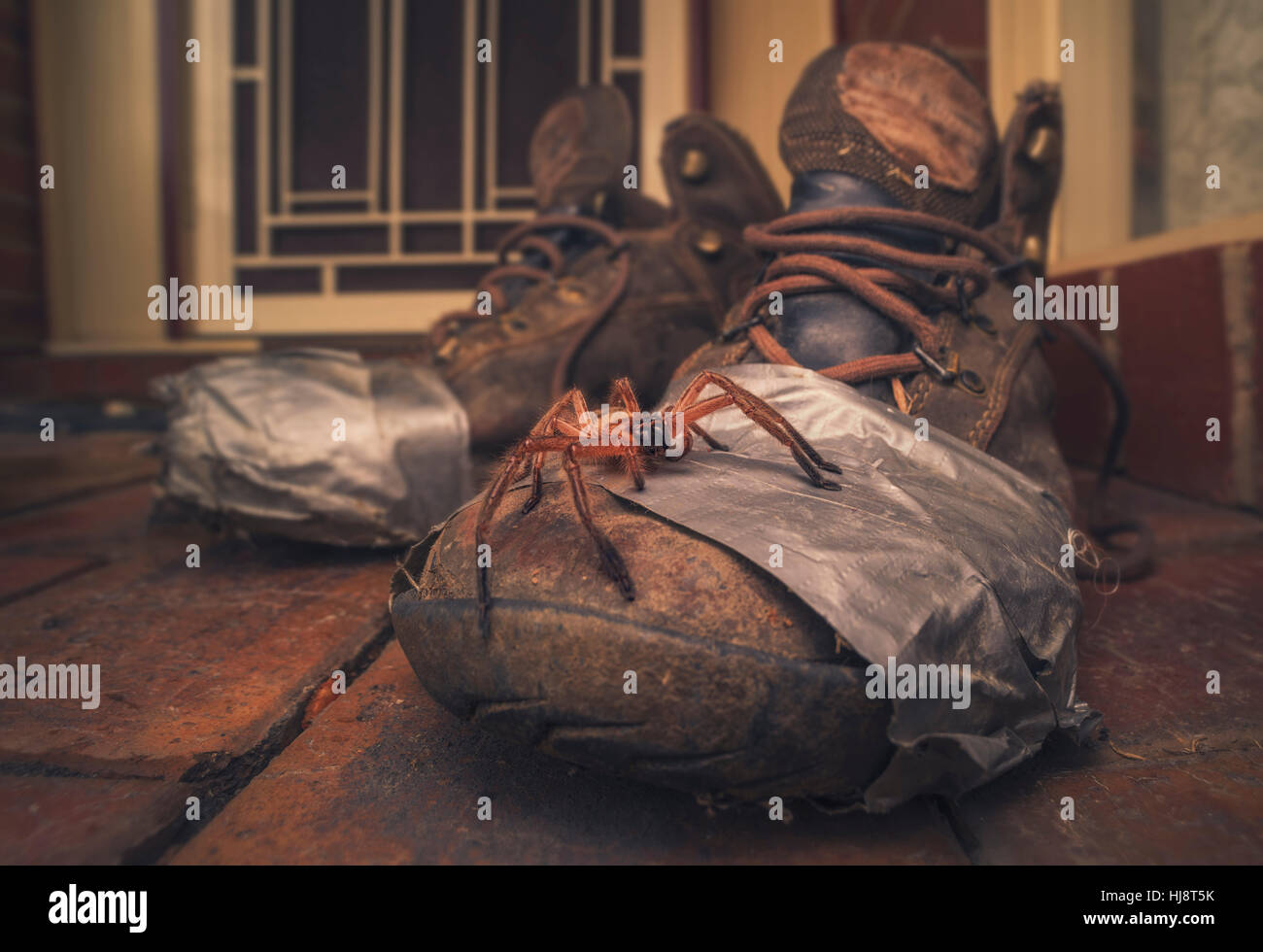 Araignée Huntsman sur de vieilles chaussures de marche Banque D'Images
