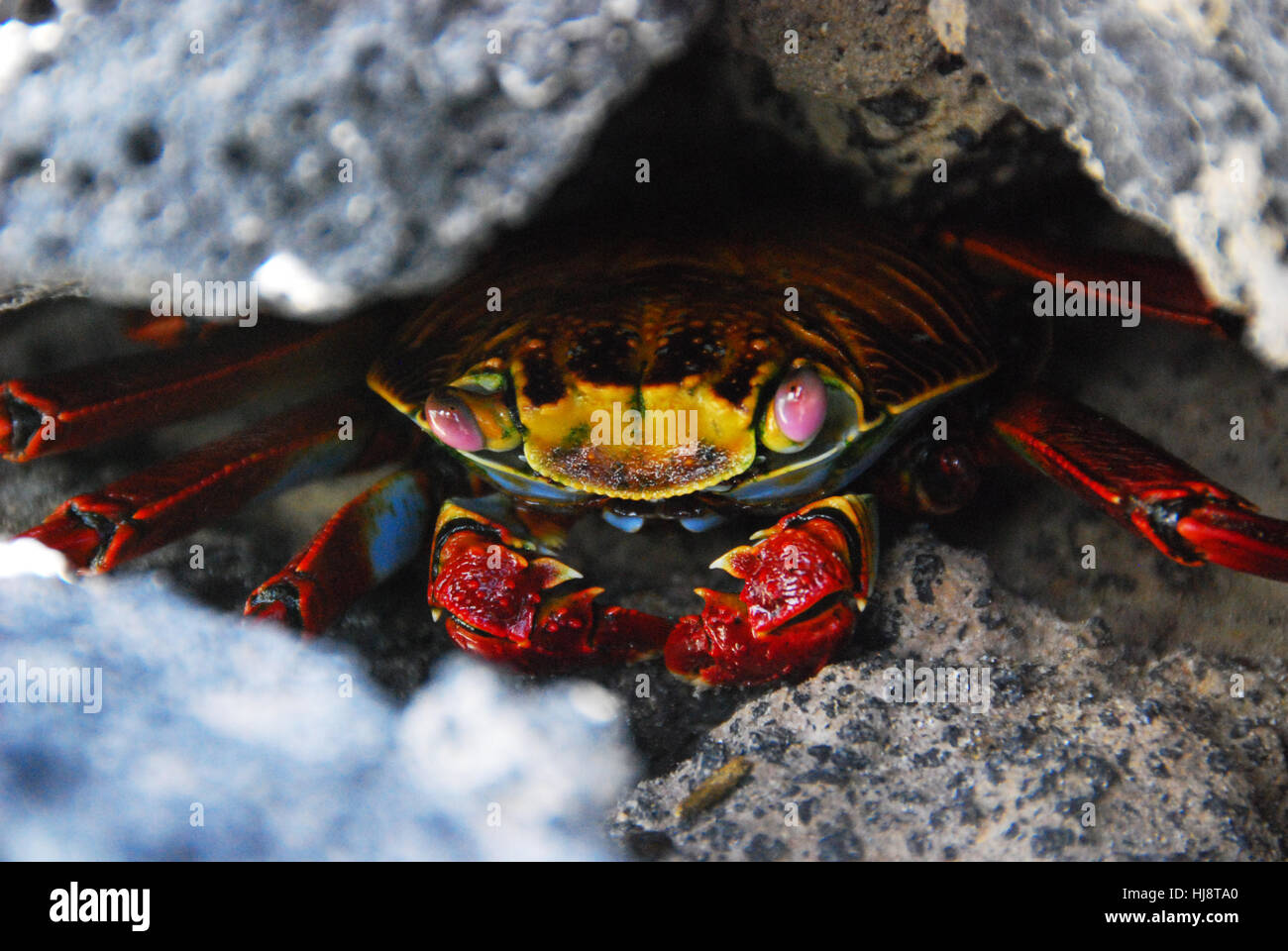 Sally Lightfoot crab se cachant dans les rochers, îles Galapagos, Equateur Banque D'Images