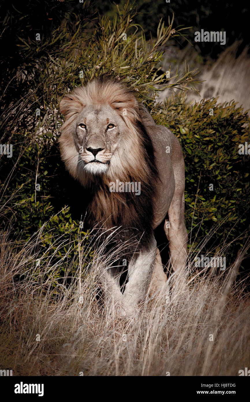 Lion debout dans la brousse, Afrique du Sud Banque D'Images