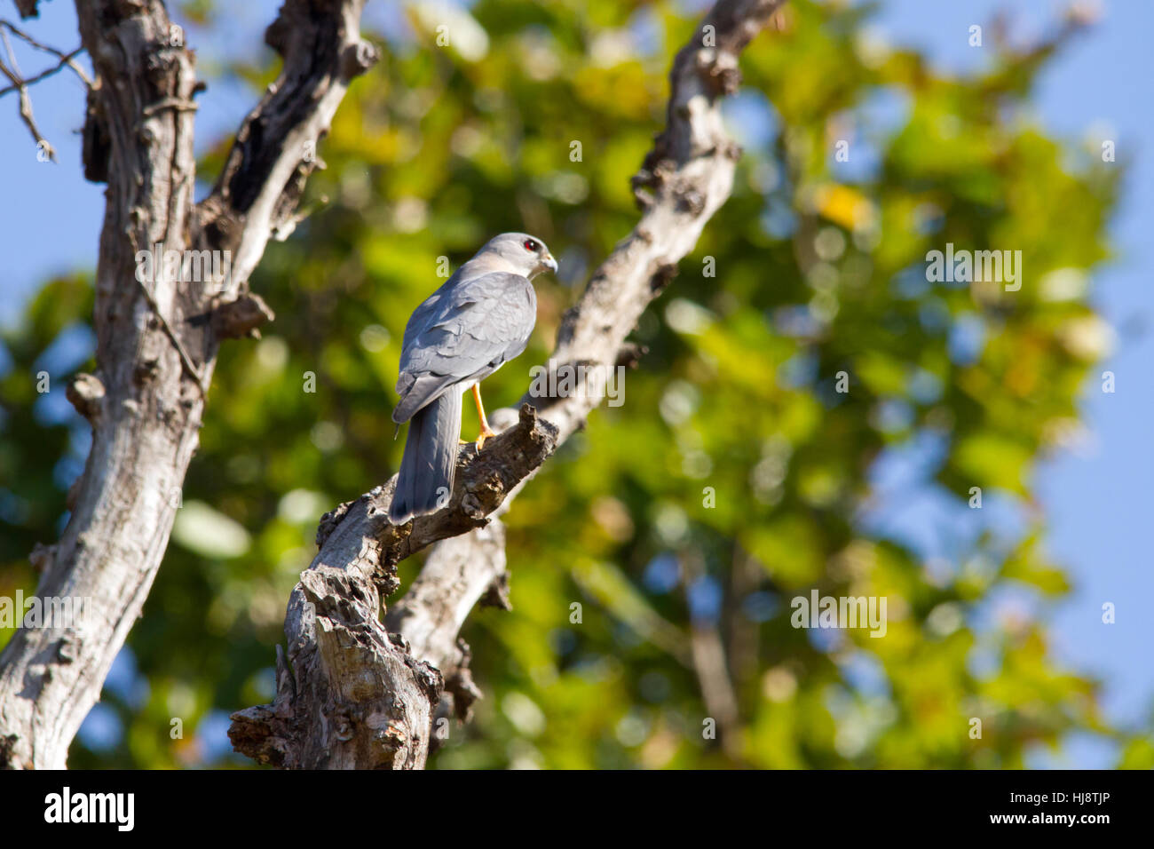 Shikra (accipiter badius) regarder à partir d'un arbre Banque D'Images