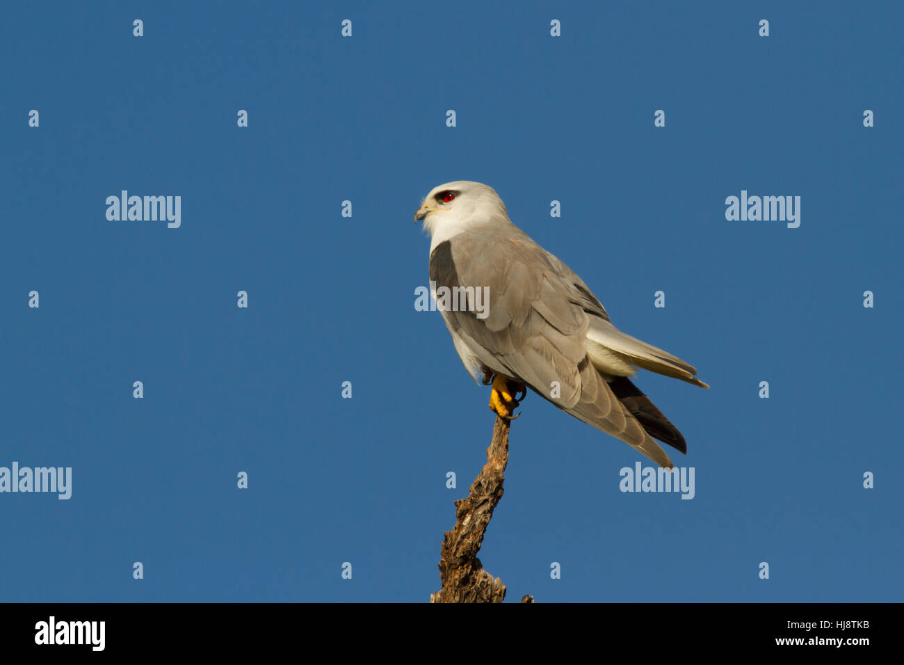 Black-winged Kite (Elanus caeruleus) Banque D'Images